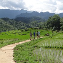 Trekking through the rice fields